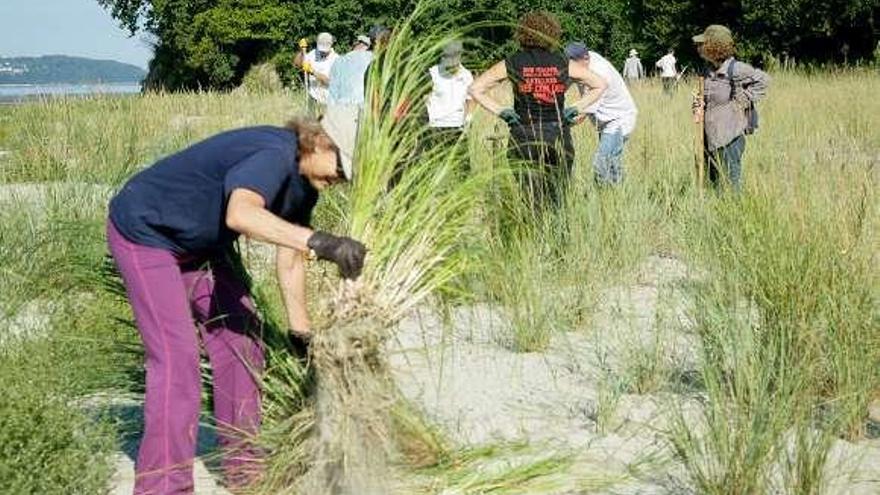 Voluntarios en Miño durante unos trabajos de erradicación de invasoras.