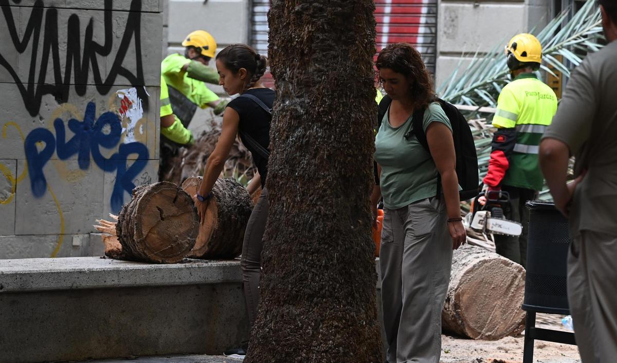 Muere una mujer al caerle encima una palmera en el Raval de Barcelona