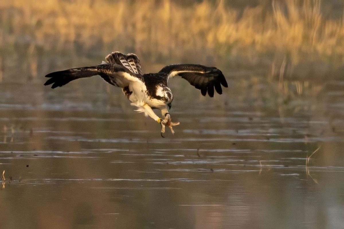 El Parque Natural de la Marjal Oliva-Pego ha reintroducido el águila pescadora.