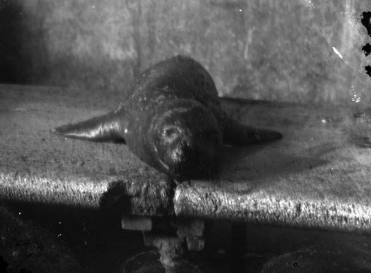 Ejemplar de foca monje capturado en el litoral murciano de Cabo Tiñoso en octubre de 1945. | COLECCIÓN CASSAÚ