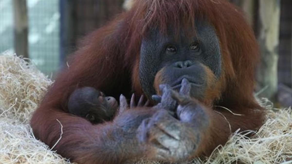 Un orangután del parque zoológico de Barcelona con su cría.