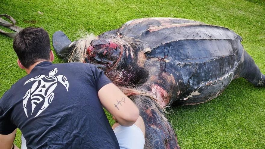 Aparece muerto un ejemplar de la tortuga más grande del mundo en El Saler