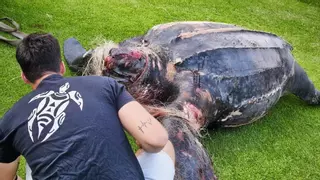 Aparece muerto un ejemplar de la tortuga más grande del mundo en El Saler