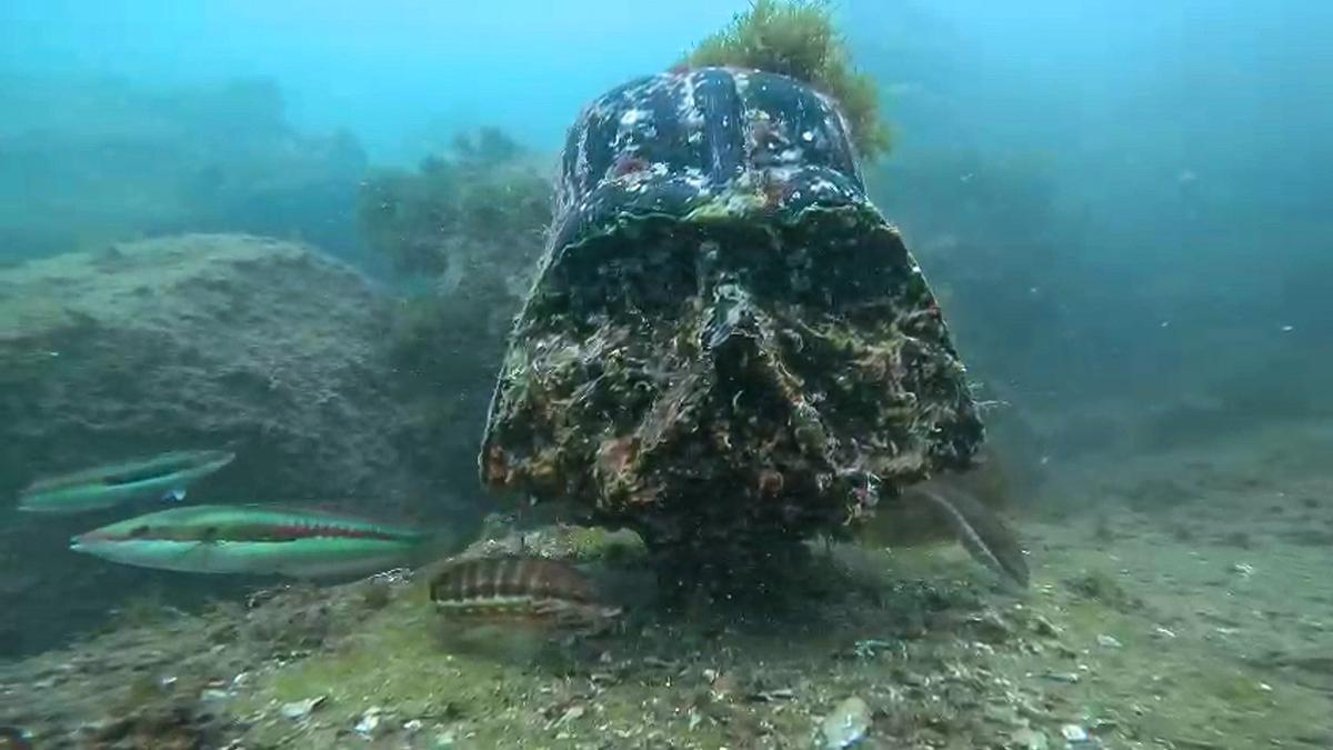 El Darth Vader de la Nova Mar Bella, este miércoles, tras dos inviernos bajo el mar.