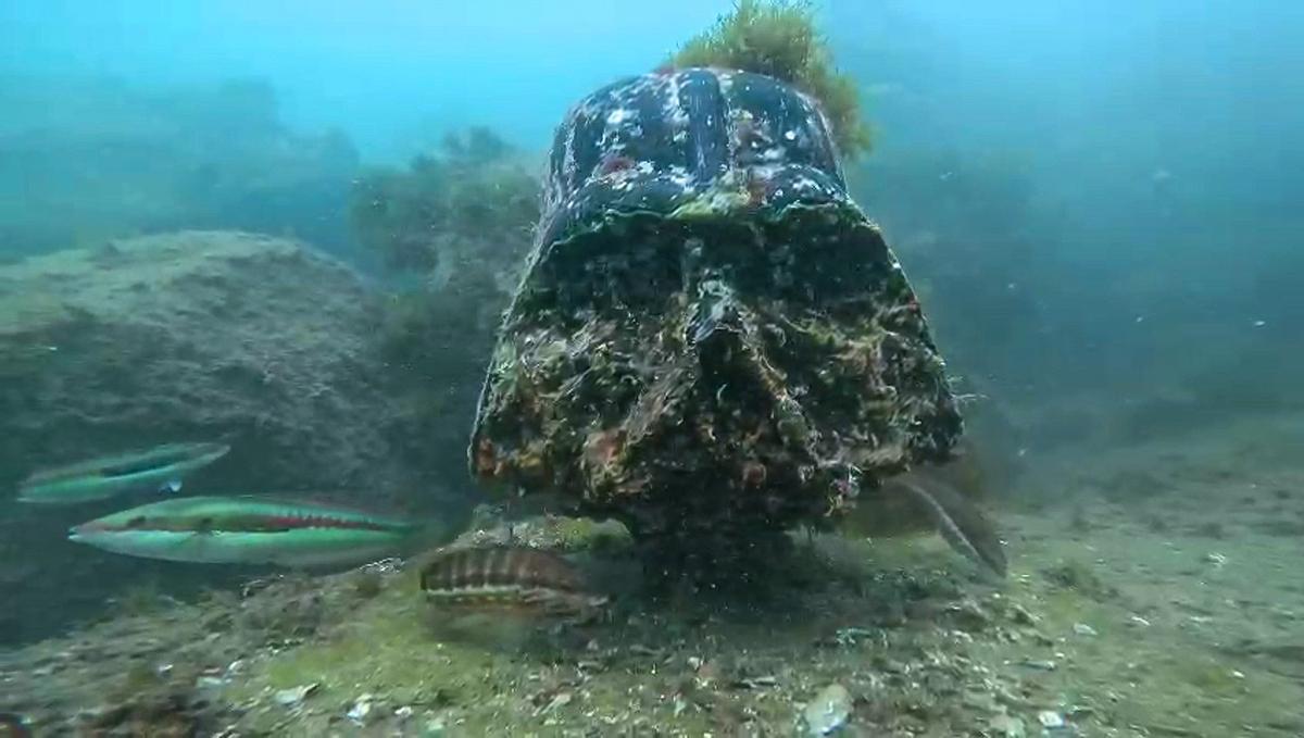 El Darth Vader de la Nova Mar Bella, este miércoles, tras dos inviernos bajo el mar.