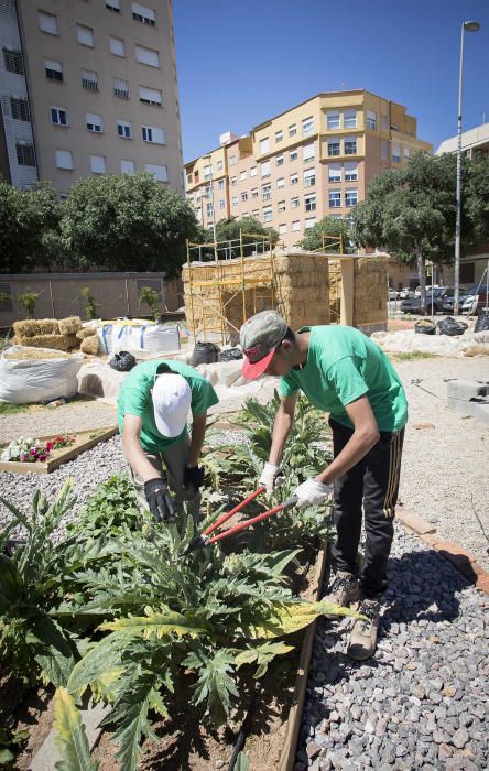 Hort interdisciplinari a l'IES Maltide Salvador de Castelló