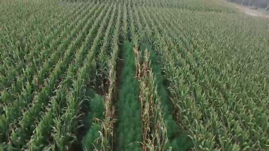 Vídeo: Localitzen amb un dron una plantació amagada en un camp de Sant Pere Pescador