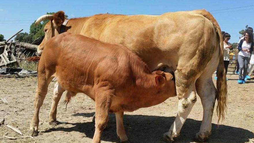 Un ternero de raza alistana-sanabresa se alimenta de la ubre de su madre.