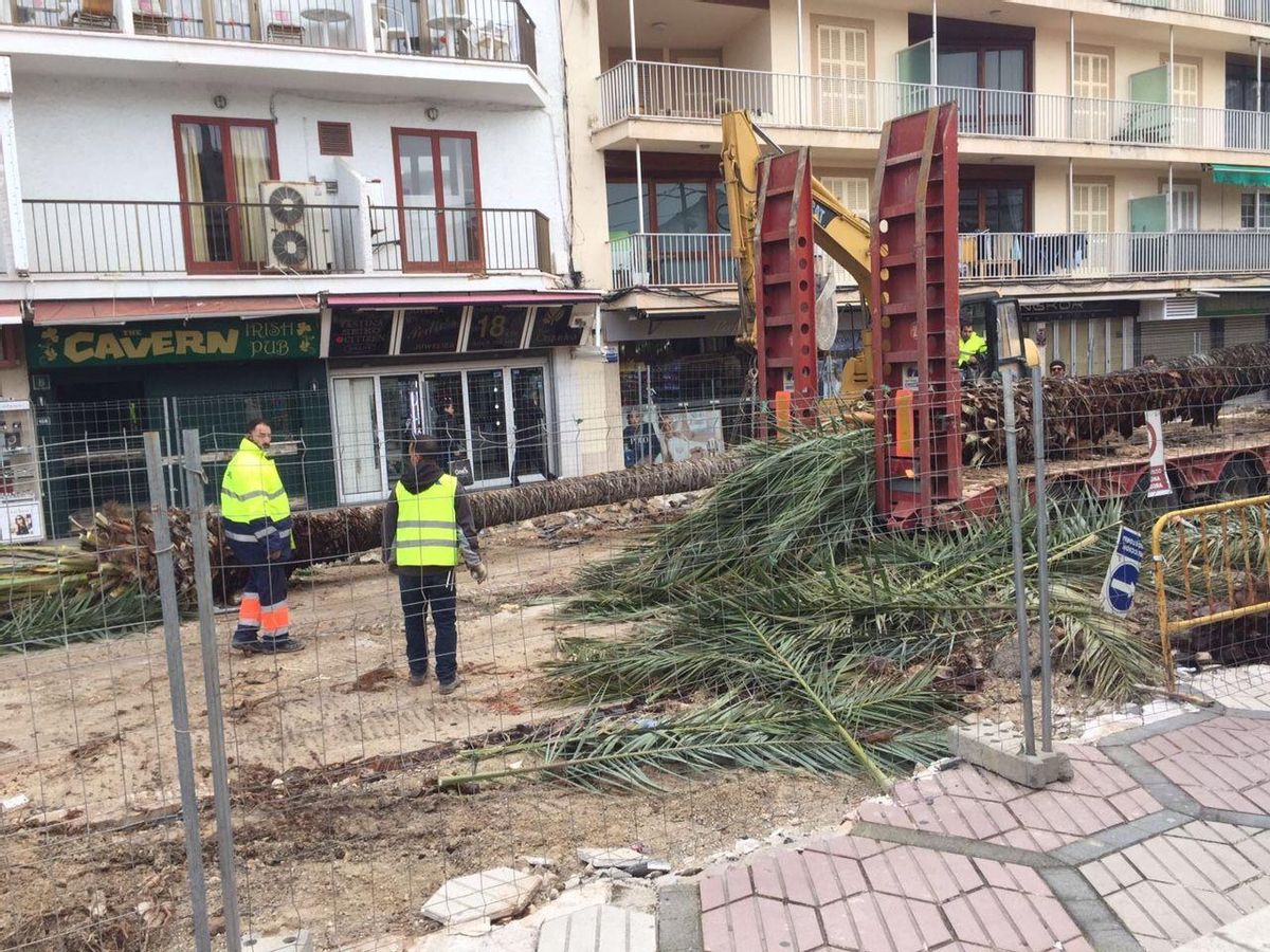Derribo de palmeras del Passeig Colón en enero del año 2017.