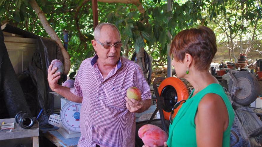 Mogán madura su segunda feria dedicada al mango y el aguacate