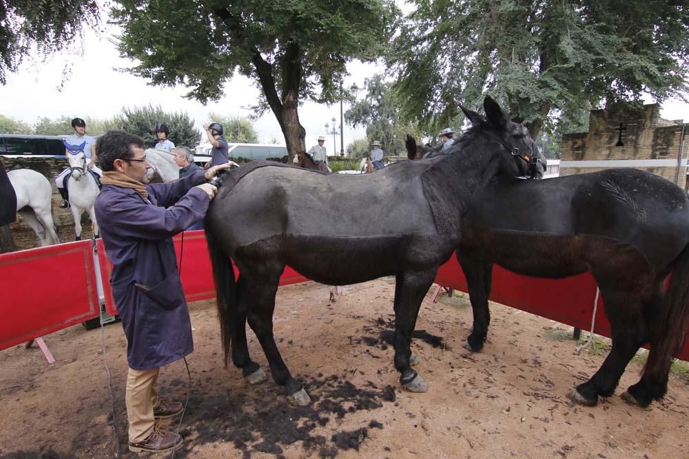 El caballo y su oficios en el Alcázar