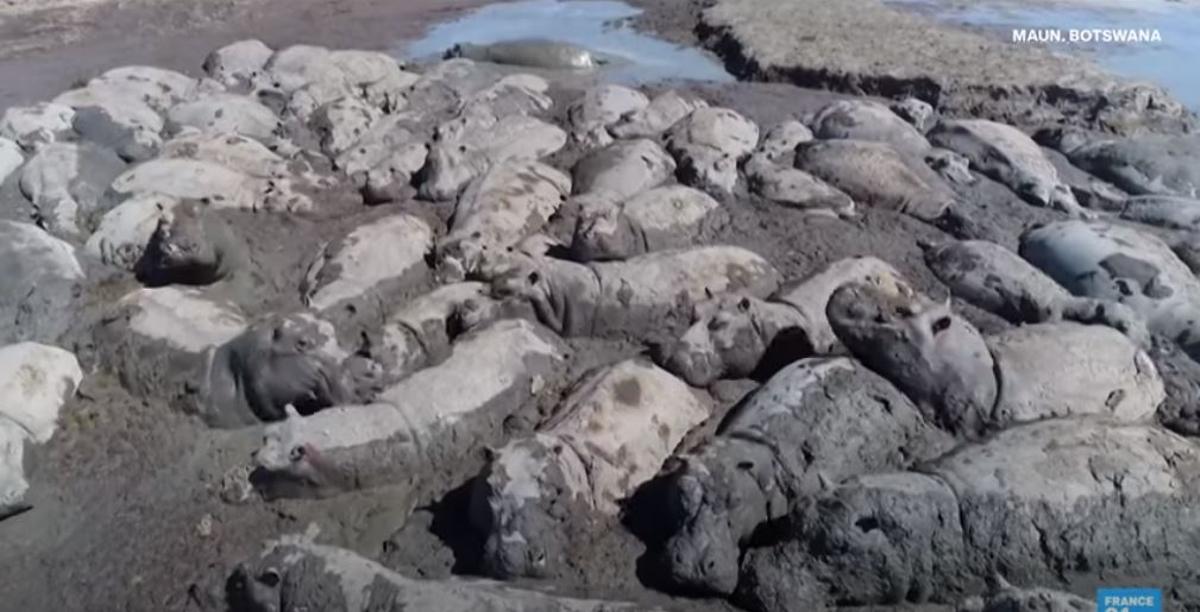 Hipopótamos atrapados en el barro