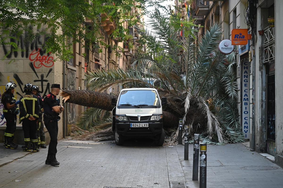 Muere una mujer al caerle encima una palmera en el Raval de Barcelona