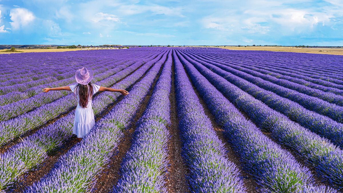 Los campos de lavanda de Brihuega tiñen de violeta la Alcarria cada verano y convierten a este pueblo en uno de los destinos más fotogénicos de España