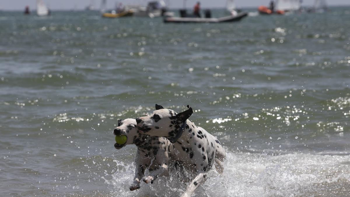 PLAYAS CANINAS: Estas son las playas para ir con perros en la Comunidad  Valenciana