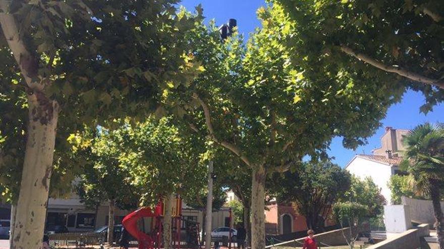 L&#039;Ajuntament de Solsona fumigarà de nit els arbres afectats pel tigre del plàtan