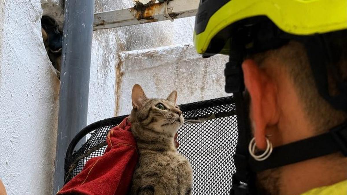 El gato fue rescatado esta mañana por los bomberos