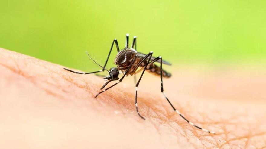 ¡Cuidado con los mosquitos! ¿Qué enfermedades pueden transmitirte?