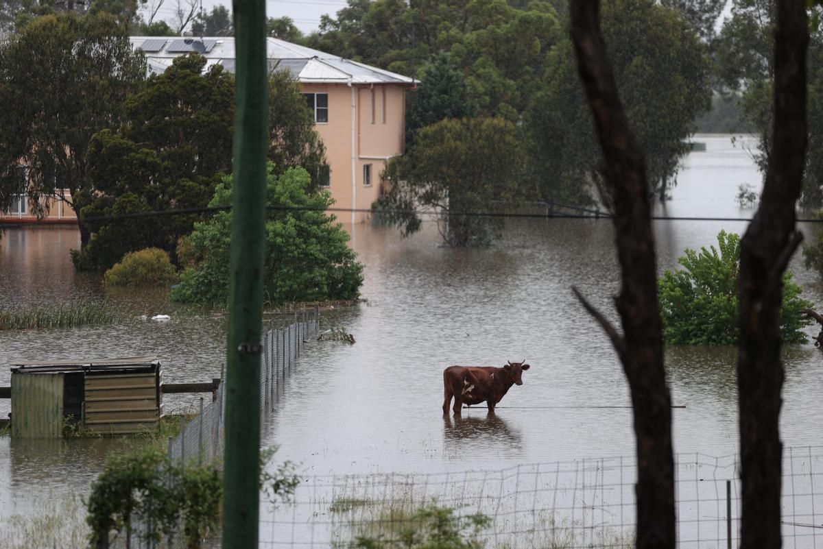 Ganado abandonado entre las zonas inundadas del suburbio de Windsor (Australia)