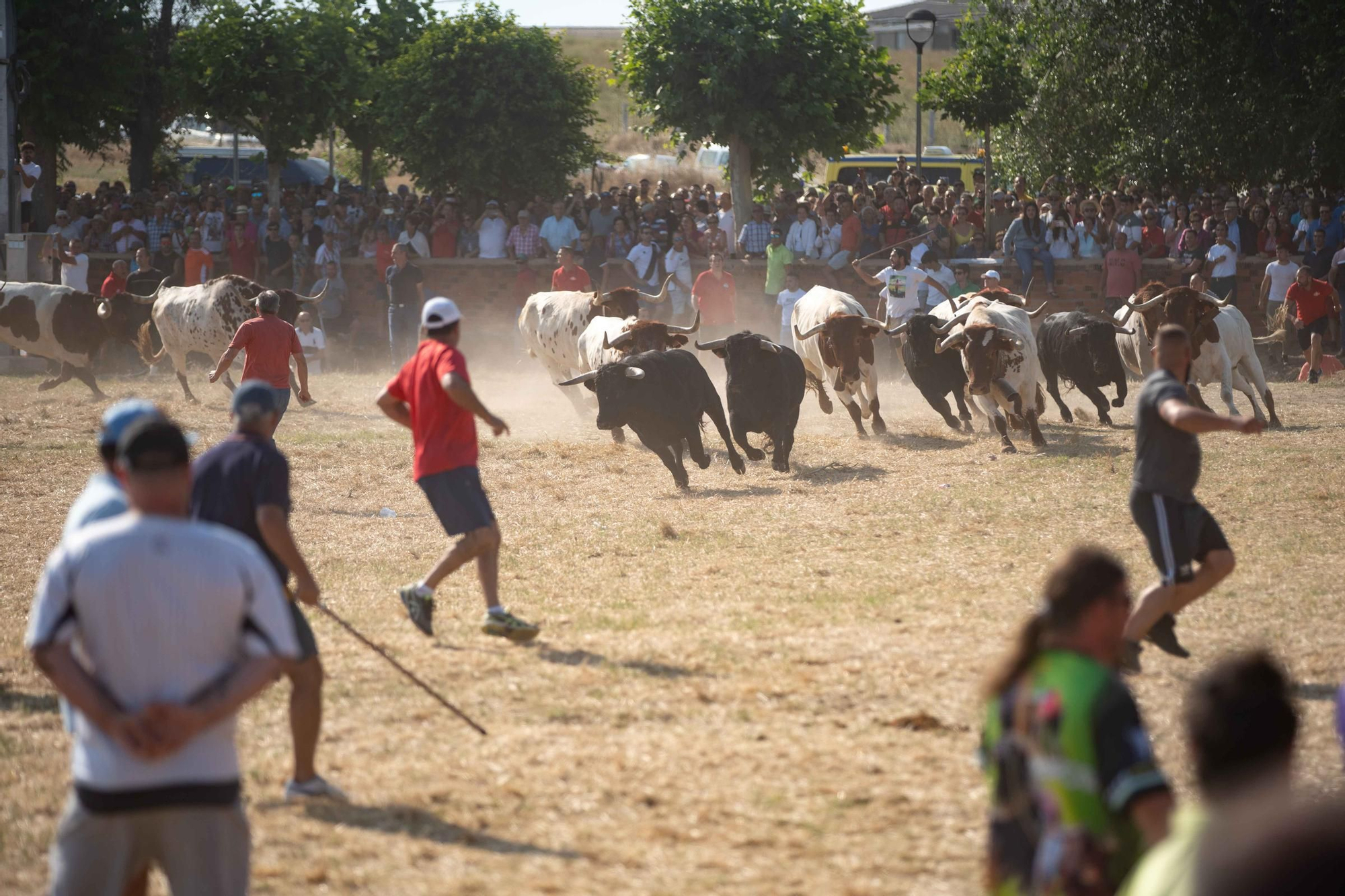 GALERÍA | Las mejores imágenes de los espantes de Fuentesaúco