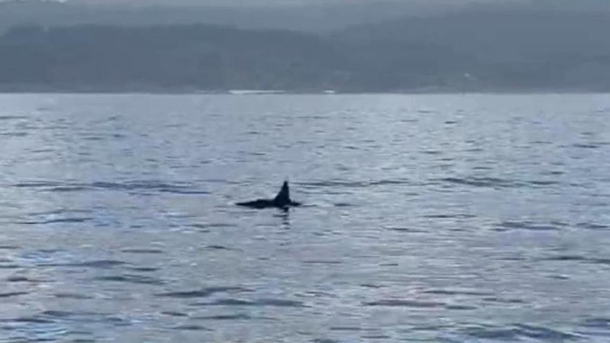 Varias orcas se dejan ver en la costa de A Vela