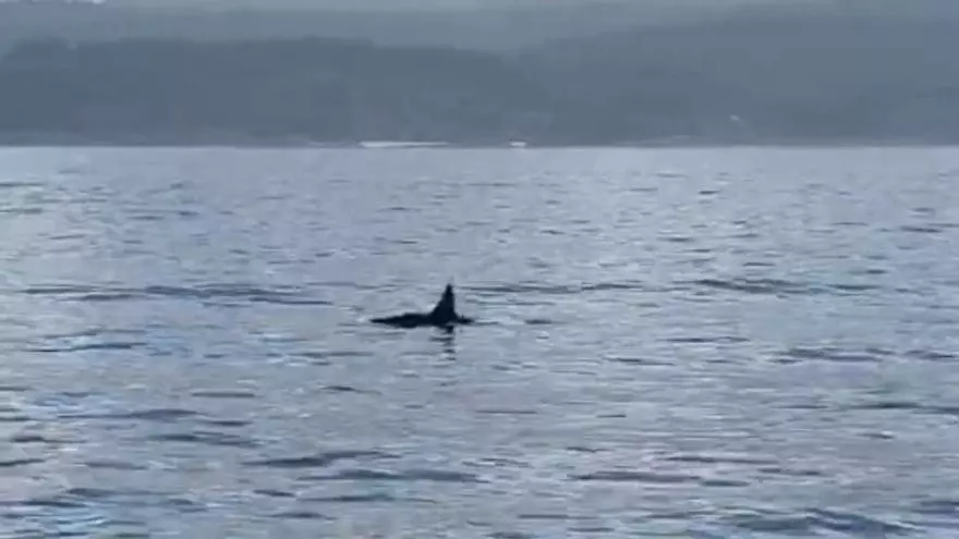 Varias orcas se dejan ver en la costa de A Vela