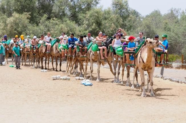 Reportaje excursiones con camellos en las Dunas ...