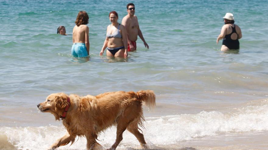 Un perro en la playa de Samil // Alba Villar