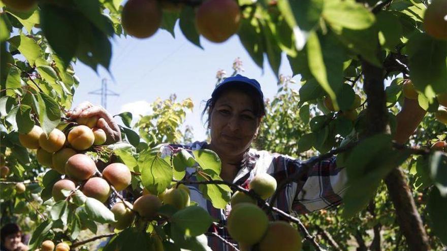 La producción de fruta en Aragón bajará un 13% y reducirá las contrataciones