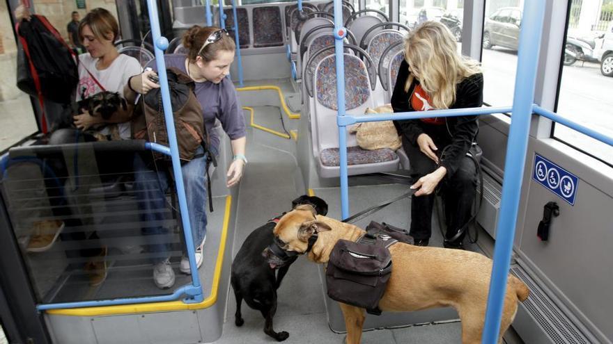 are dogs allowed on buses in spain