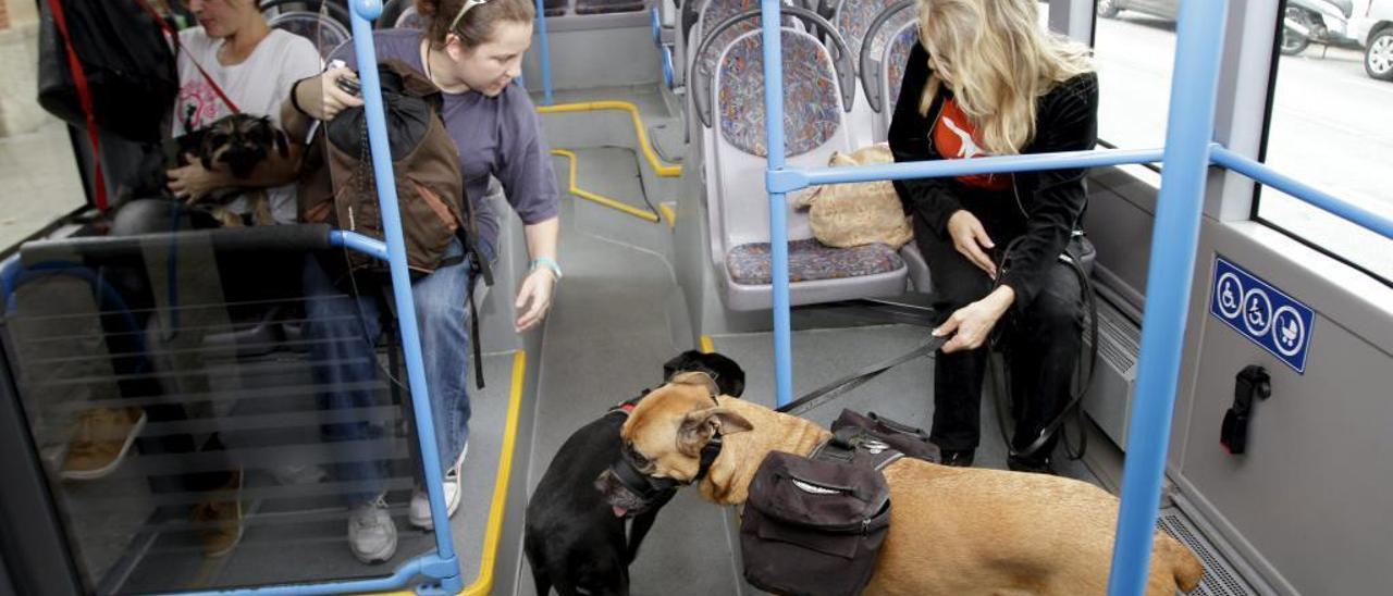 Una persona con sus perros en una guagua