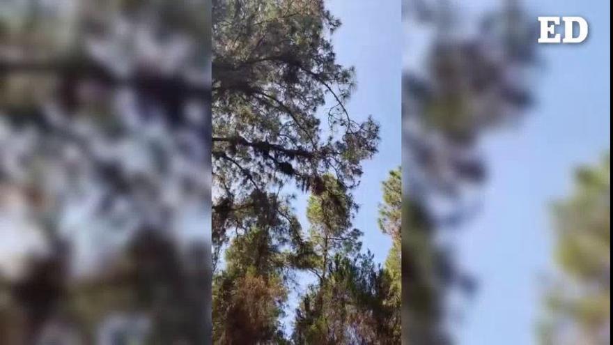 Vídeo: Incendio forestal en Icod de los Vinos