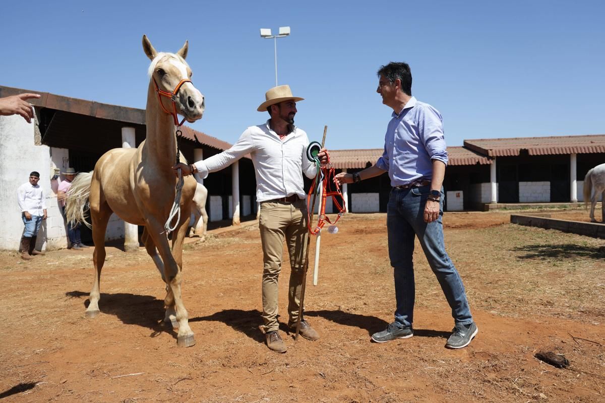Fotogalería | Así se ha desarrollado la feria equina de Cáceres
