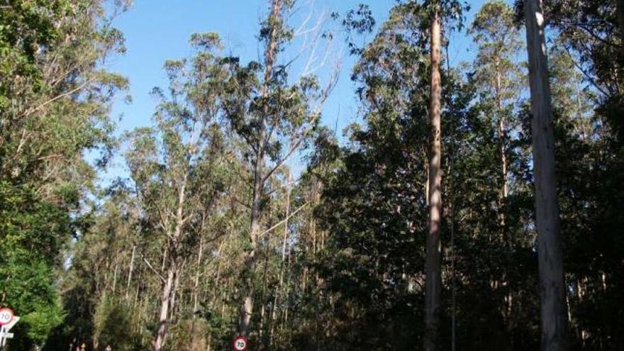 La Xunta prohibirá plantar eucaliptos en bosques de especies autóctonas -  La Opinión de A Coruña