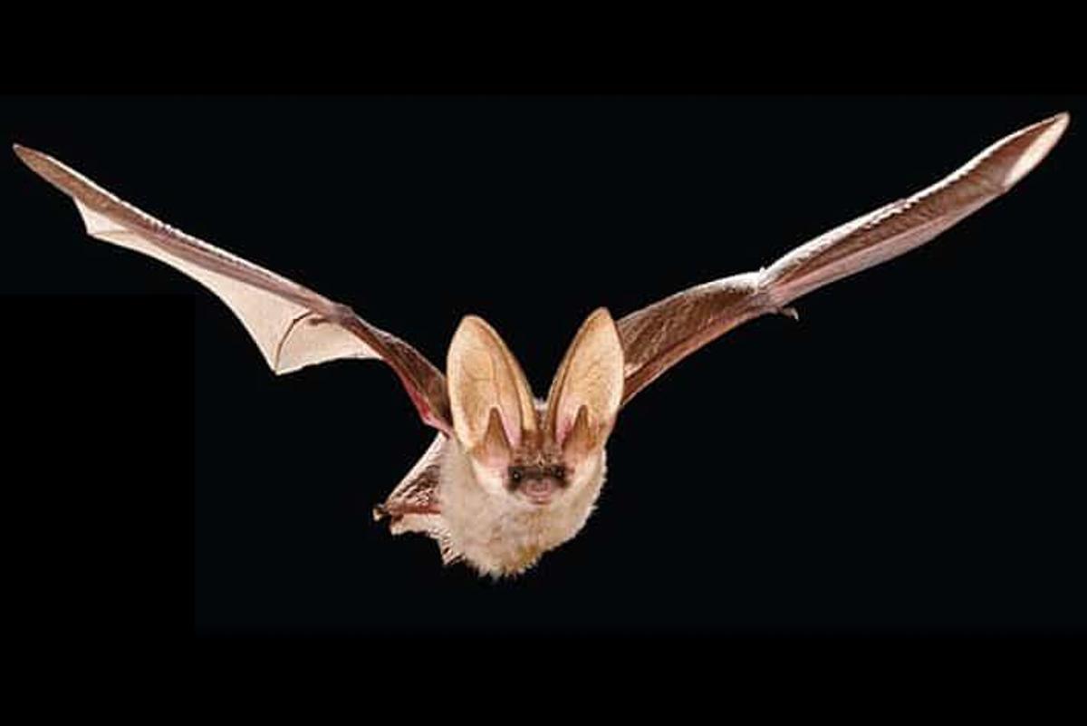 Es construeix un refugi per ratpenats a les Salines mitjançant bioconstrucció