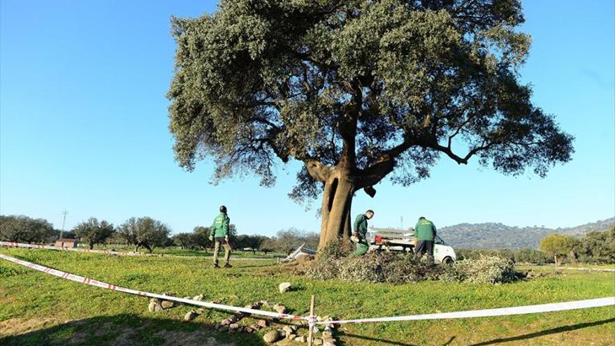 Podan la encina quemada