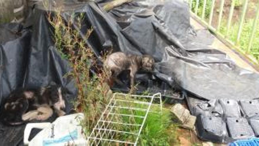 Dos perros entre la basura en la granja de La Menudera