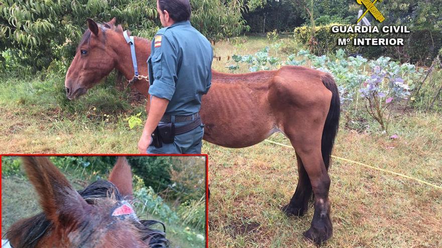 La Guardia Civil rescata una yegua en Armenteira, Meis, con síntomas de desnutrición y estado de abandono