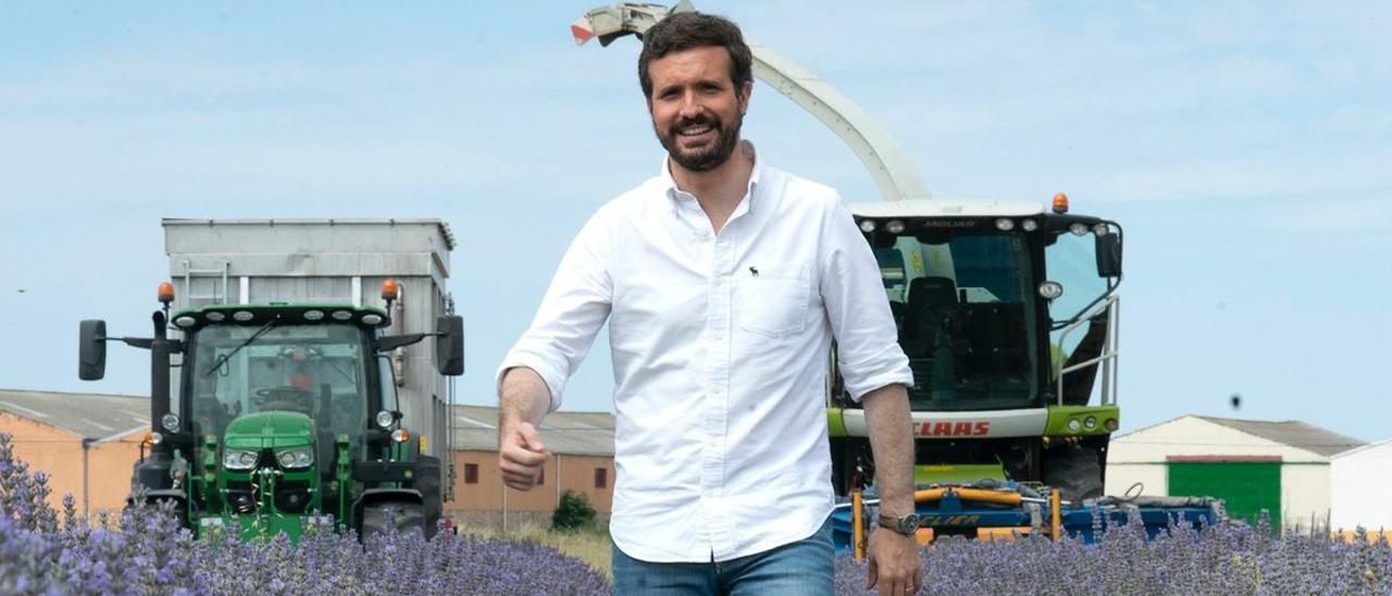 Casado, el 25 de julio, en un campo de lavanda de Guadalajara.