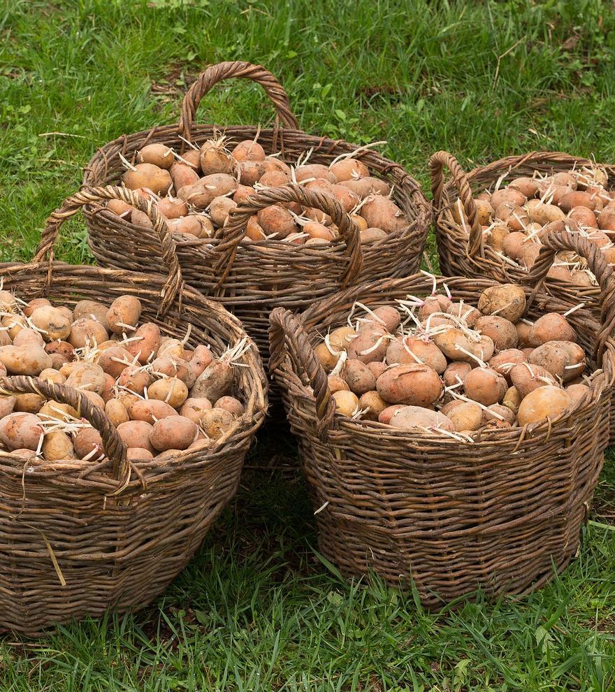 ¿Cómo afecta el cambio climático al cultivo de patatas?