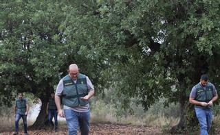 Los vigilantes de la algarroba, el nuevo oro valenciano que cotiza al alza