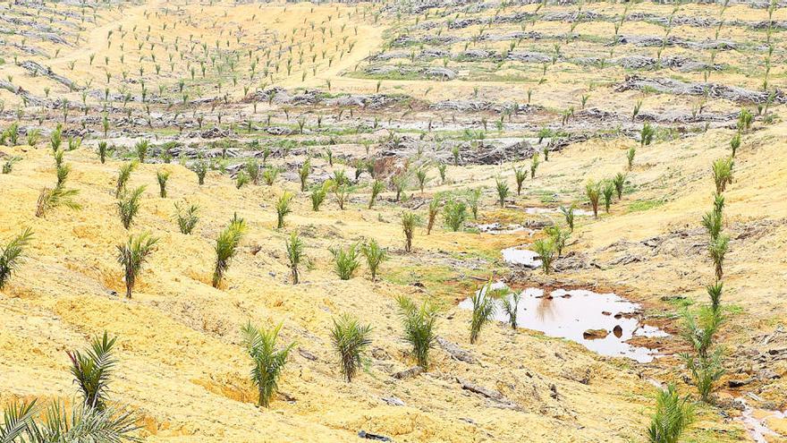 Oli de palma: desforestar  el planeta menjant galetes