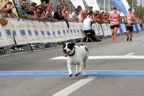 9.000 Läufer aus 49 Ländern gingen am Sonntag den 15.10 an den Start. In der Marathon - Disziplin gingen die Deutschen leer aus.