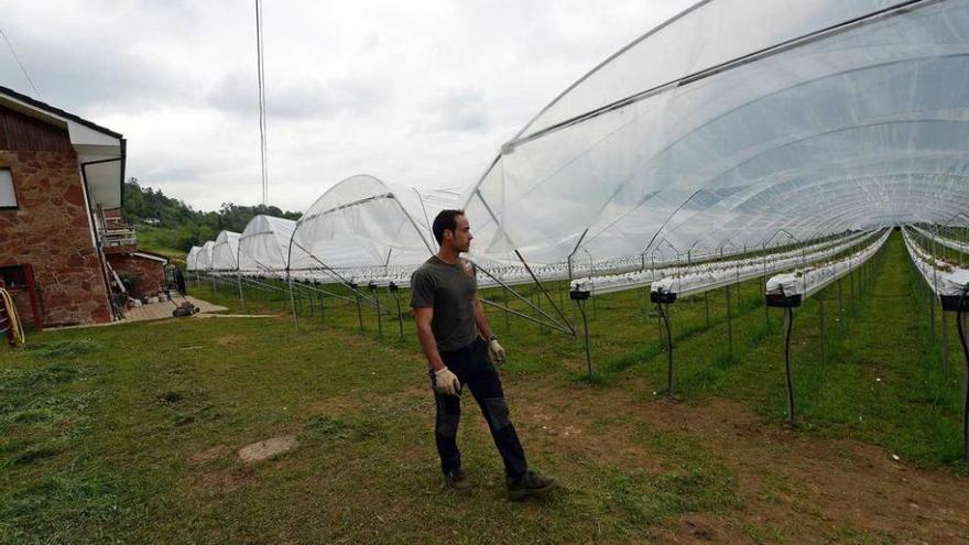 Jairo Álvarez, en su plantación de fresas en Morcín, financiada en parte con los fondos &quot;Leader&quot;.