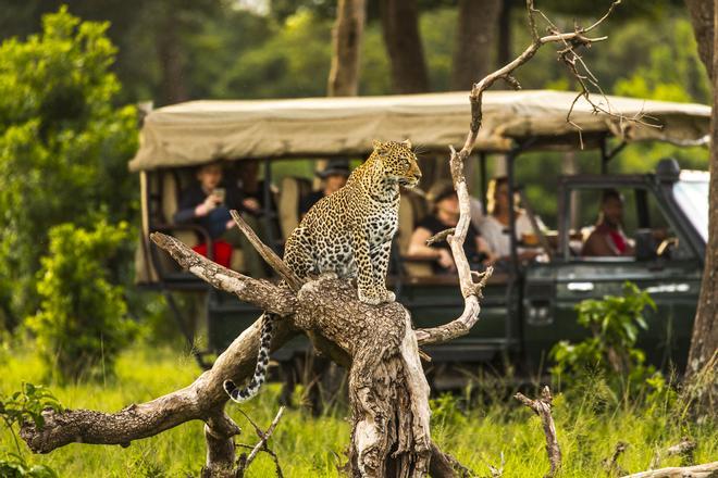 Leopardo en Kenia