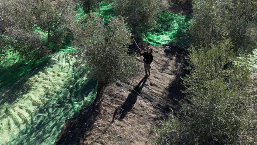 Subirá el precio del aceite de oliva por la sequía