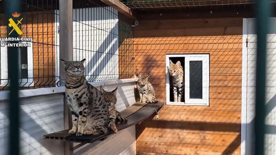 Desmantelan en Mallorca un criadero de animales felinos
