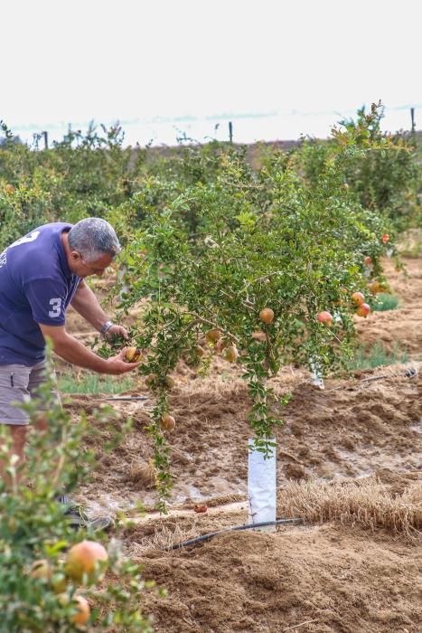 Una familia de agricultores de Elche escoge suelos torrevejenses para cultivar el fruto con denominación de origen