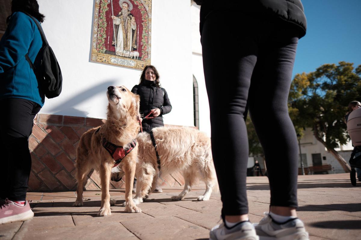 Churriana celebra la bendición de San Antón Churriana celebra la bendición de San Antón