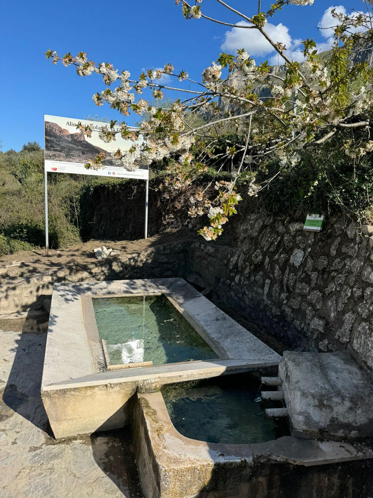 Florecen los cerezos: paisaje moteado de blanco en la Vall de Gallinera (imágenes)